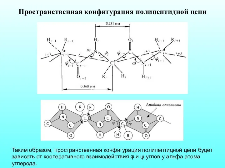 Пространственная конфигурация полипептидной цепи Таким образом, пространственная конфигурация полипептидной цепи будет зависеть