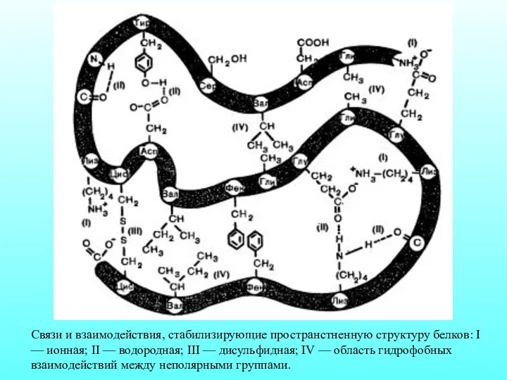 Связи и взаимодействия, стабилизирующие пространстненную структуру белков: I — ионная; II —