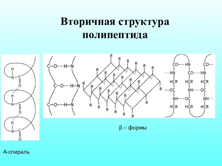 Вторичная структура полипептида Α-спираль β – формы