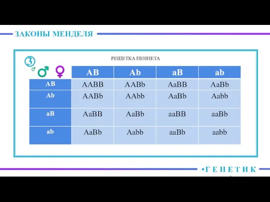 Г Е Н Е Т И К А 3 ♂ ♀ РЕШЕТКА ПЕННЕТА