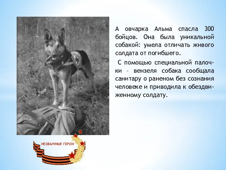 А овчарка Альма спасла 300 бойцов. Она была уникальной собакой: умела отличать