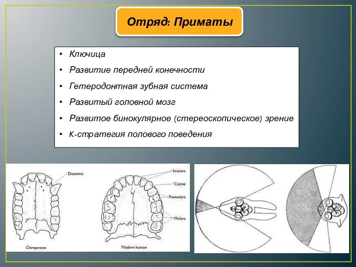 Отряд: Приматы Ключица Развитие передней конечности Гетеродонтная зубная система Развитый головной мозг