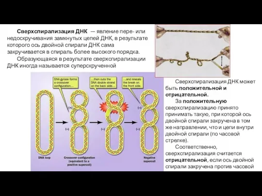 Сверхспирализация ДНК — явление пере- или недоскручивания замкнутых цепей ДНК, в результате