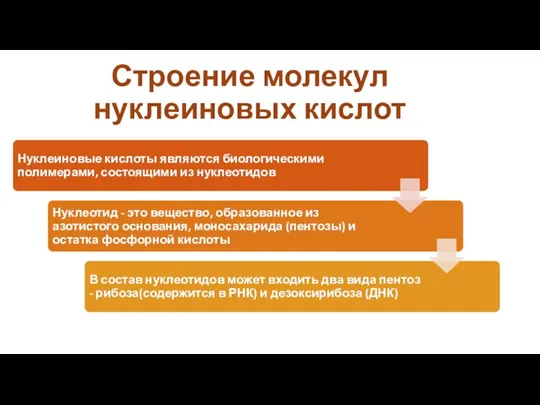 Строение молекул нуклеиновых кислот