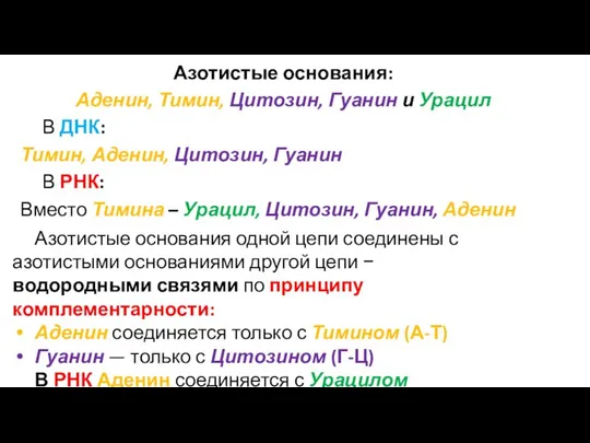 Азотистые основания: Аденин, Тимин, Цитозин, Гуанин и Урацил В ДНК: Тимин, Аденин,