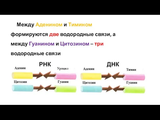 Между Аденином и Тимином формируются две водородные связи, а между Гуанином и