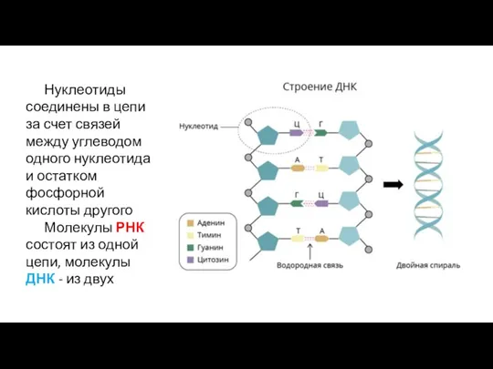 Нуклеотиды соединены в цепи за счет связей между углеводом одного нуклеотида и