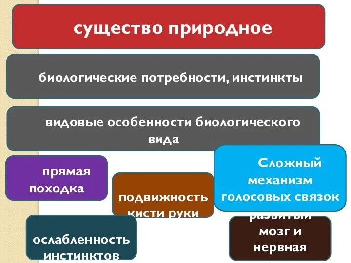 существо природное биологические потребности, инстинкты видовые особенности биологического вида прямая походка подвижность