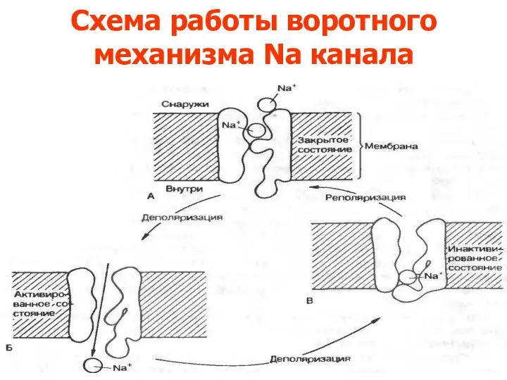 Схема работы воротного механизма Na канала