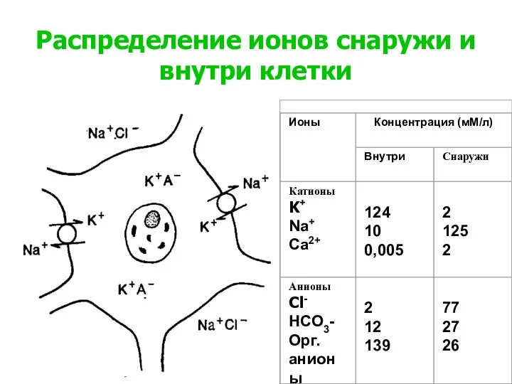 Распределение ионов снаружи и внутри клетки