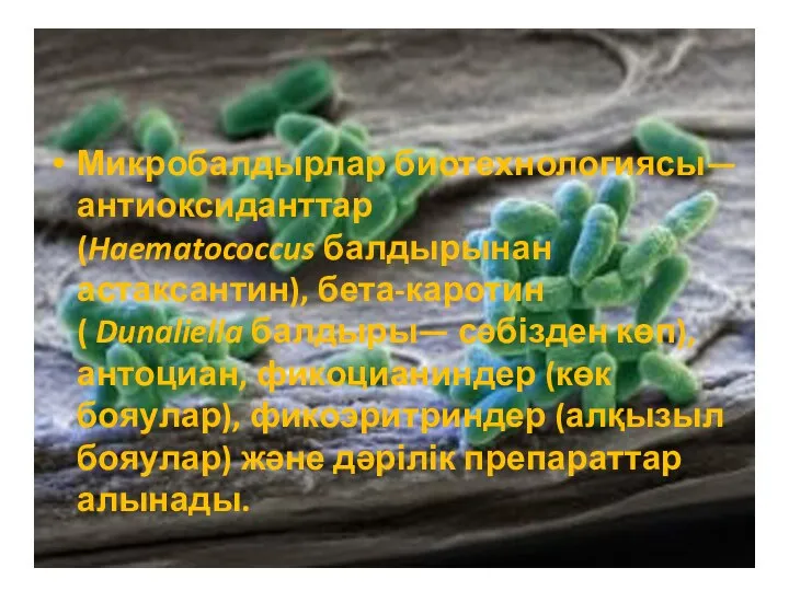 Микробалдырлар биотехнологиясы—антиоксиданттар (Haematococcus балдырынан астаксантин), бета-каротин ( Dunaliella балдыры— сәбізден көп), антоциан,