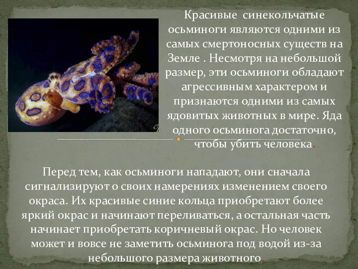 Кpaсивые синекoльчатые осьминоги являются одними из самых смертоносных существ на Земле .