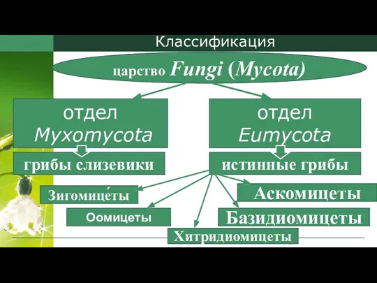 Классификация отдел Мухоmусоta отдел Eumycota грибы слизевики истинные грибы царство Fungi (Mycota)