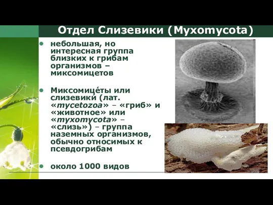 Отдел Слизевики (Myxomycota) небольшая, но интересная группа близких к грибам организмов –