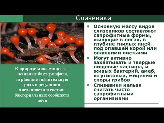 Слизевики Основную массу видов слизевиков составляют сапрофитные формы, живущие в лесах, в