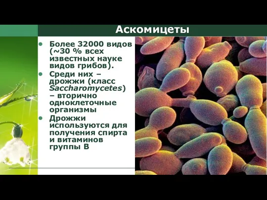 Аскомицеты Более 32000 видов (~30 % всех известных науке видов грибов). Среди