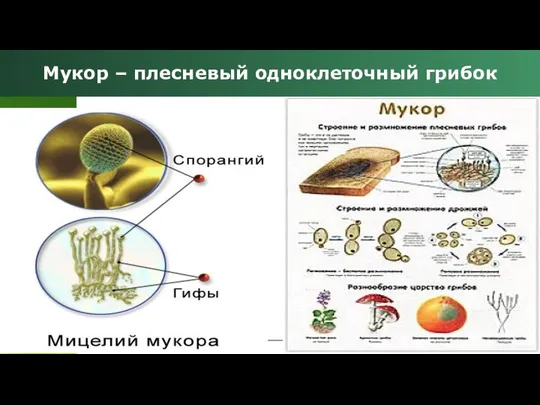Мукор – плесневый одноклеточный грибок