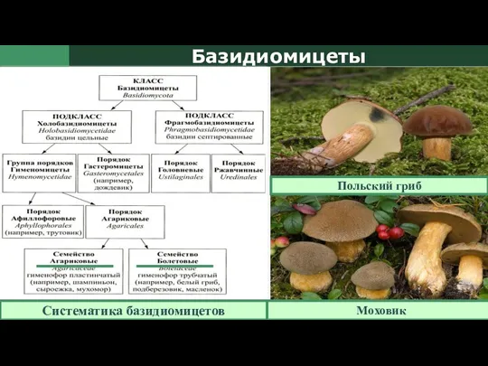 Базидиомицеты Систематика базидиомицетов Систематика базидиомицетов Польский гриб Моховик