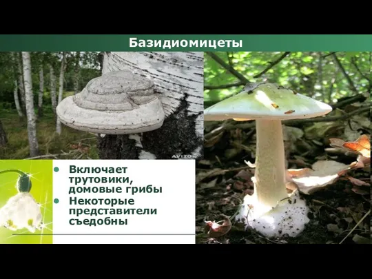 Включает трутовики, домовые грибы Некоторые представители съедобны Базидиомицеты