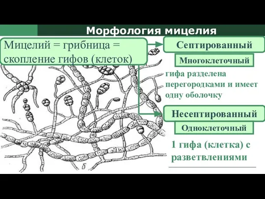 Морфология мицелия Септированный Несептированный 1 гифа (клетка) с разветвлениями гифа разделена перегородками