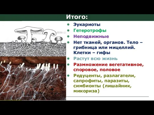 Итого: Эукариоты Гетеротрофы Неподвижные Нет тканей, органов. Тело – грибница или мицеллий.