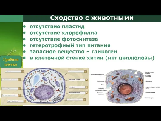 Сходство с животными отсутствие пластид отсутствие хлорофилла отсутствие фотосинтеза гетеротрофный тип питания