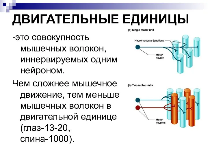 ДВИГАТЕЛЬНЫЕ ЕДИНИЦЫ -это совокупность мышечных волокон, иннервируемых одним нейроном. Чем сложнее мышечное