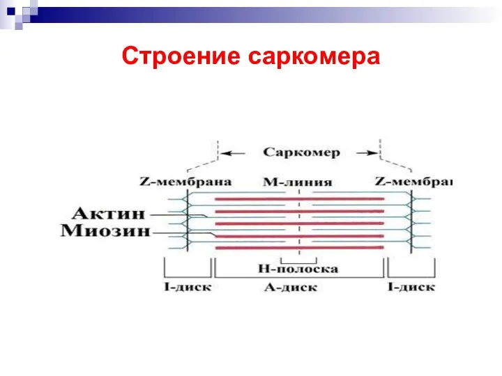 Строение саркомера