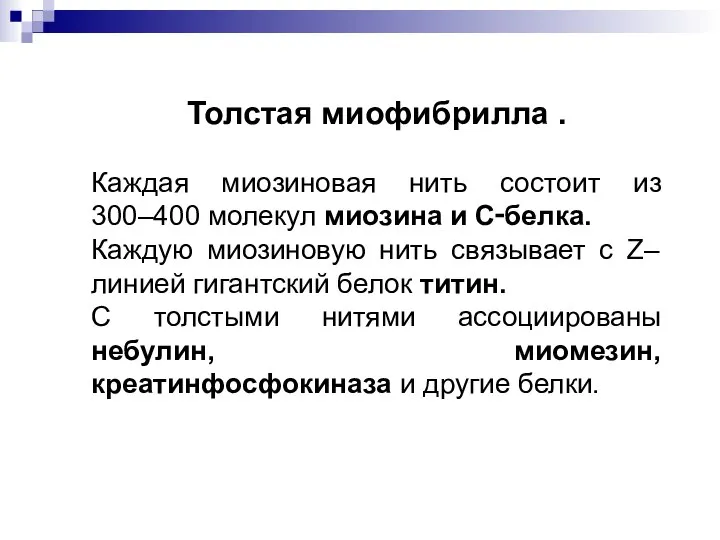 Толстая миофибрилла . Каждая миозиновая нить состоит из 300–400 молекул миозина и