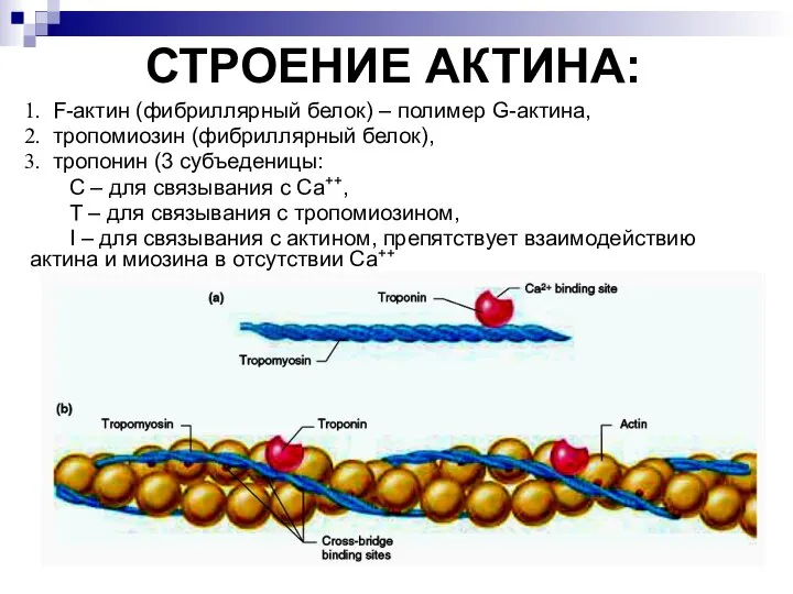 СТРОЕНИЕ АКТИНА: F-актин (фибриллярный белок) – полимер G-актина, тропомиозин (фибриллярный белок), тропонин