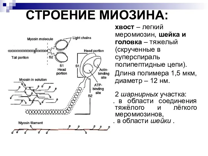 СТРОЕНИЕ МИОЗИНА: хвост – легкий меромиозин, шейка и головка – тяжелый (скрученные