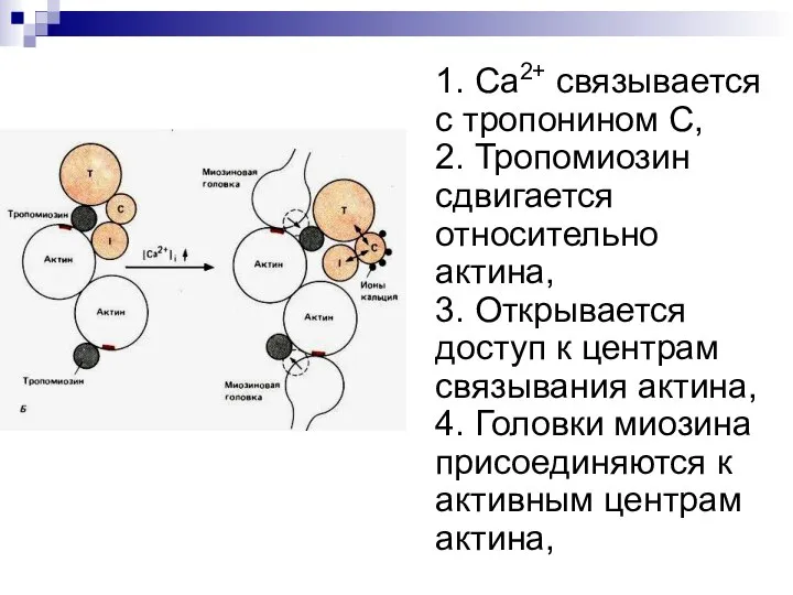 1. Ca2+ связывается с тропонином C, 2. Тропомиозин сдвигается относительно актина, 3.