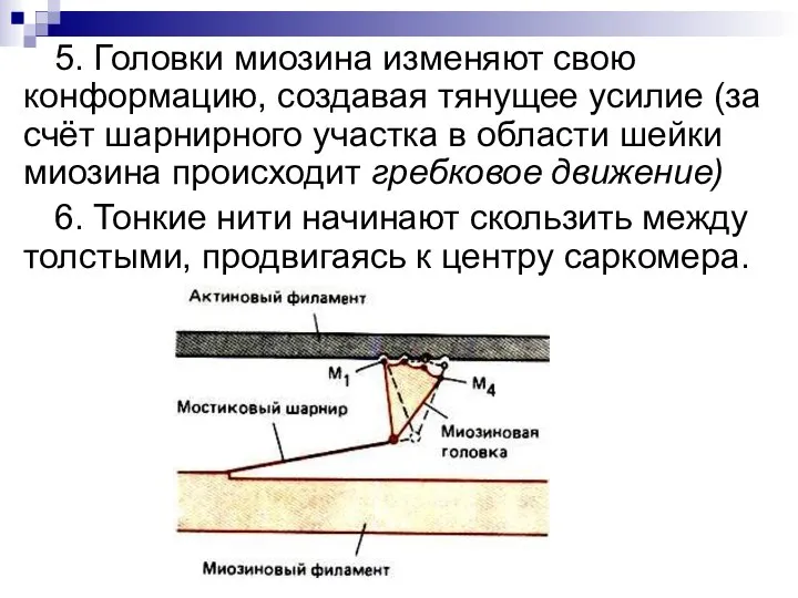 5. Головки миозина изменяют свою конформацию, создавая тянущее усилие (за счёт шарнирного