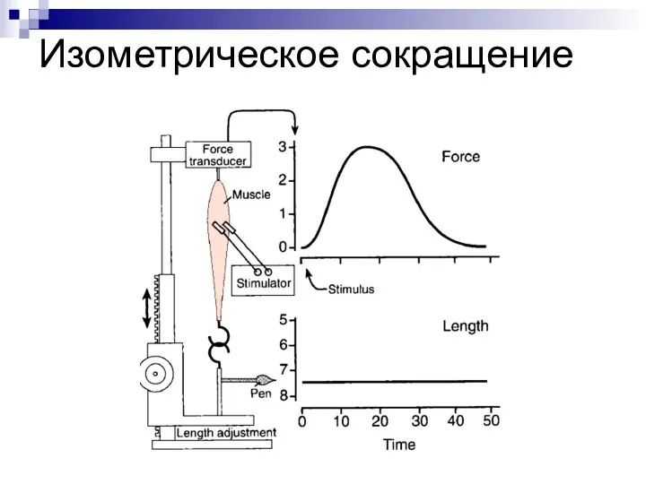 Изометрическое сокращение