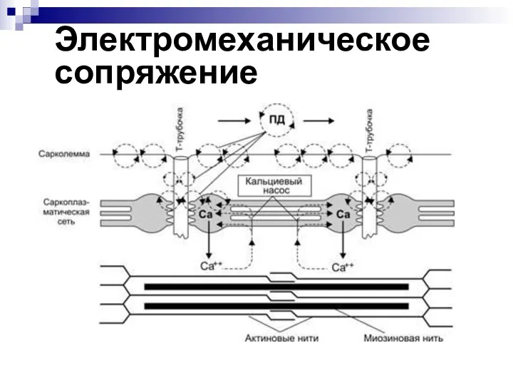 Электромеханическое сопряжение