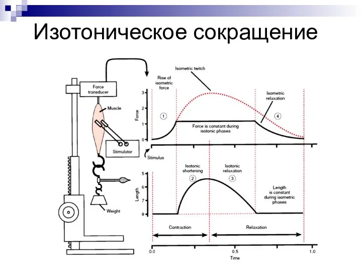 Изотоническое сокращение