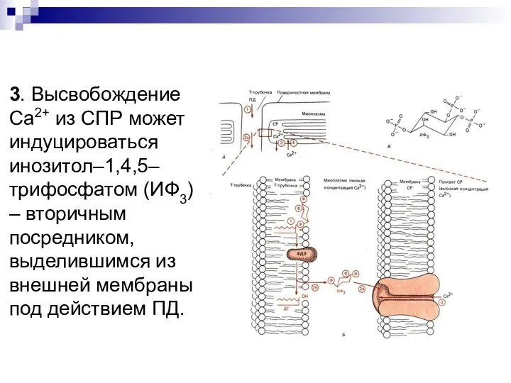 3. Высвобождение Са2+ из СПР может индуцироваться инозитол–1,4,5–трифосфатом (ИФ3) – вторичным посредником,