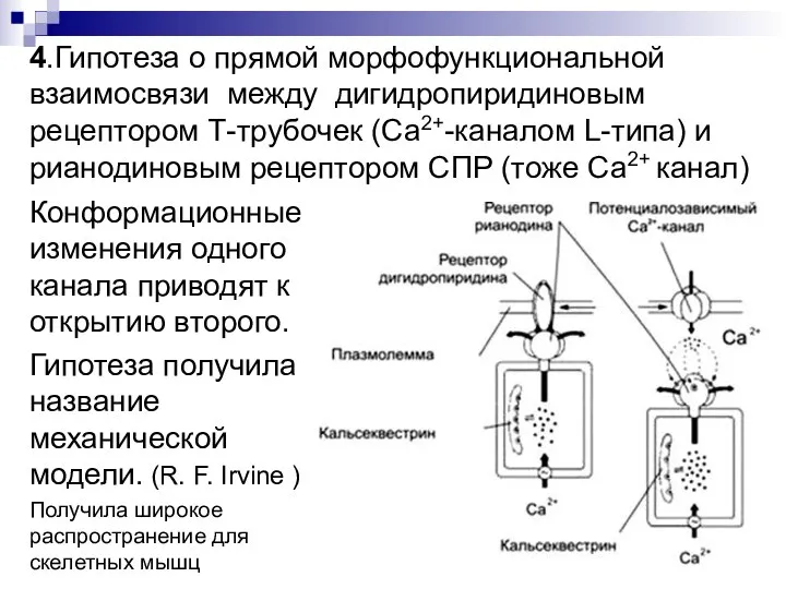 4.Гипотеза о прямой морфофункциональной взаимосвязи между дигидропиридиновым рецептором Т-трубочек (Са2+-каналом L-типа) и