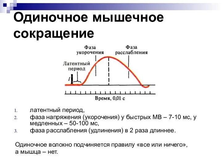 Одиночное мышечное сокращение латентный период, фаза напряжения (укорочения) у быстрых МВ –