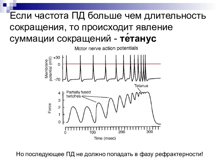 Если частота ПД больше чем длительность сокращения, то происходит явление суммации сокращений