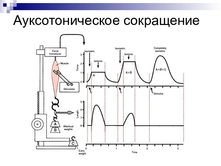 Ауксотоническое сокращение