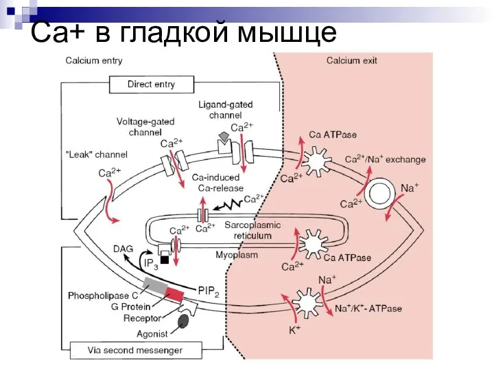 Са+ в гладкой мышце