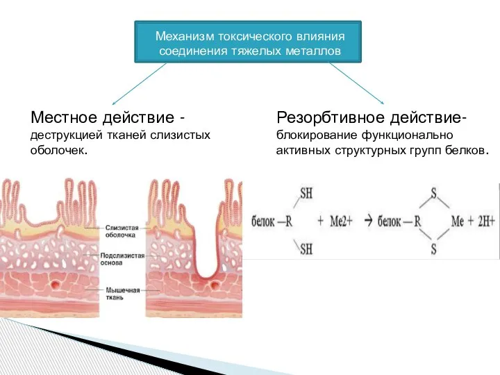 Механизм токсического влияния соединения тяжелых металлов Местное действие - деструкцией тканей слизистых