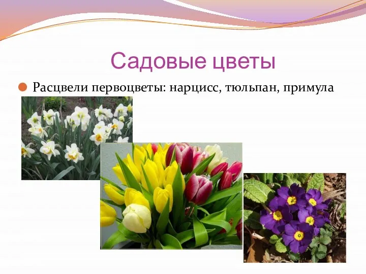 Садовые цветы Расцвели первоцветы: нарцисс, тюльпан, примула
