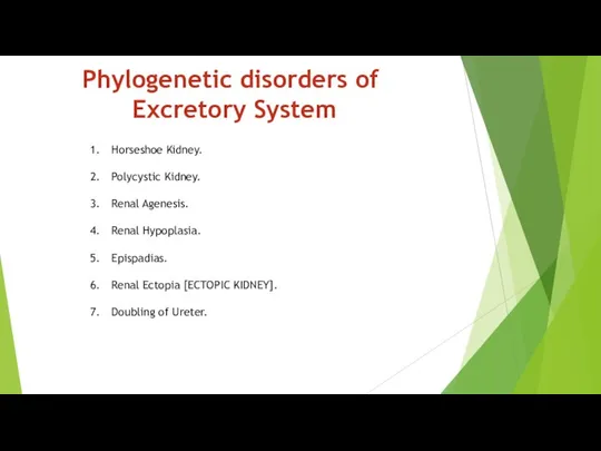 Phylogenetic disorders of Excretory System Horseshoe Kidney. Polycystic Kidney. Renal Agenesis. Renal