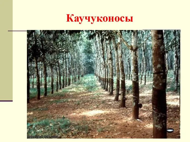 Каучуконосы