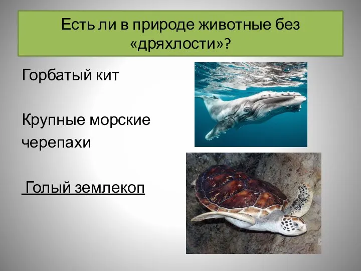Есть ли в природе животные без «дряхлости»? Горбатый кит Крупные морские черепахи Голый землекоп