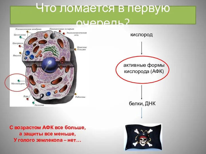 Что ломается в первую очередь? кислород активные формы кислорода (АФК) белки, ДНК