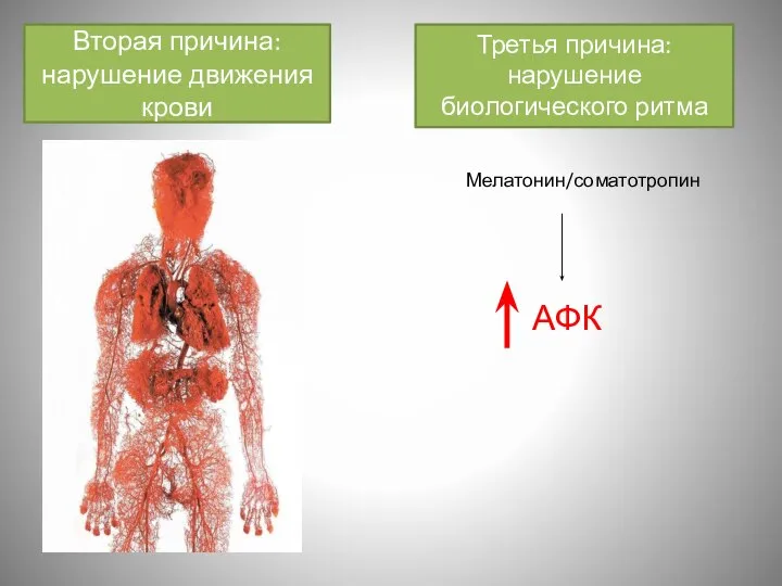 Вторая причина: нарушение движения крови Третья причина: нарушение биологического ритма Мелатонин/соматотропин АФК