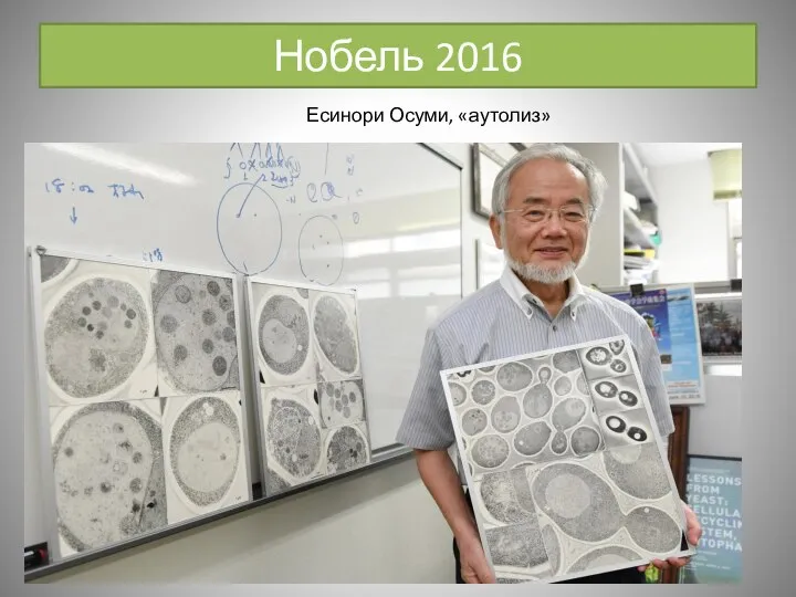 Нобель 2016 Есинори Осуми, «аутолиз»